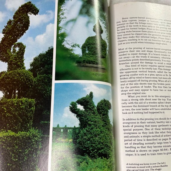 How to Growing Evergreen Plants and Trees Time Life Encyclopedia of Gardening u - Picture 8 of 10